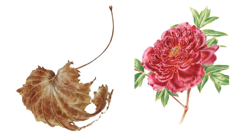 Two botanic artworks, one of a dried brown leaf and the other of a pink flower with green leaves, 