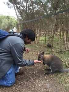 Making new friends with a wallaby