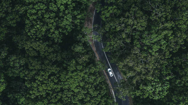 Aerial image of a car drivin through a green forest