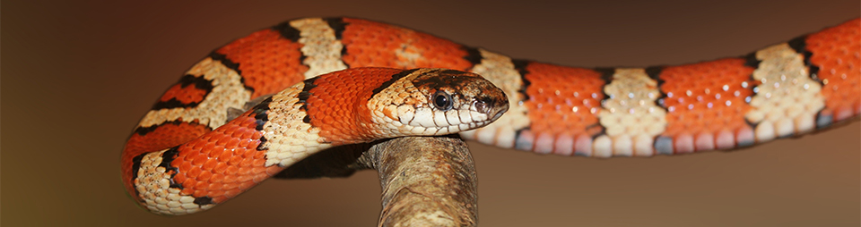 An orange and cream banded snake