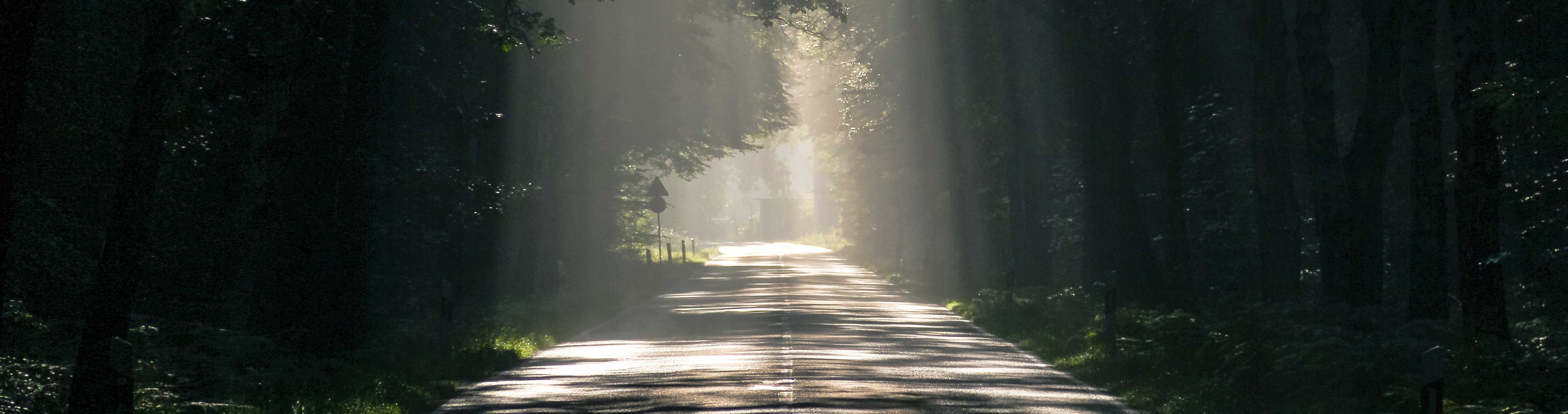 Light through trees on a road