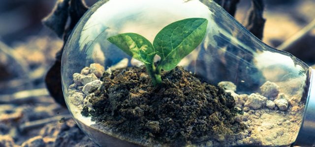 Seedling in light globe lying on soil