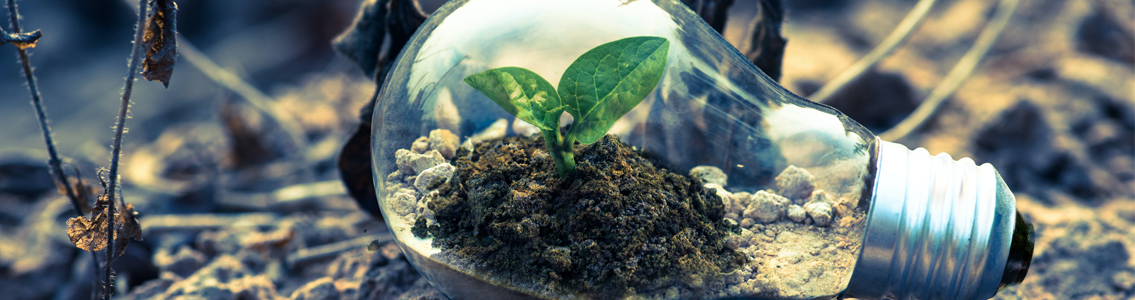 Seedling in light globe lying on soil