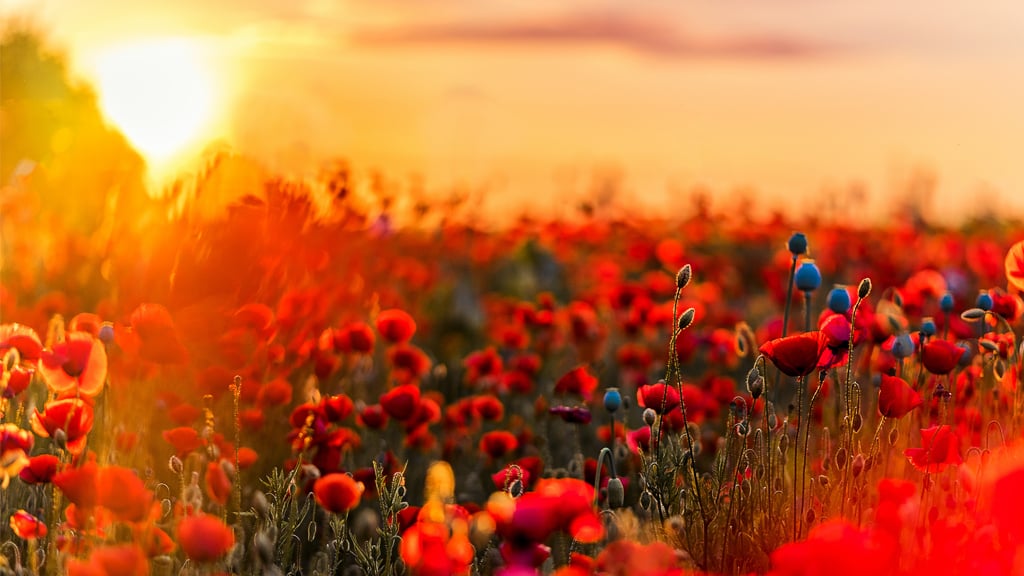 Dawn over a field of red poppies