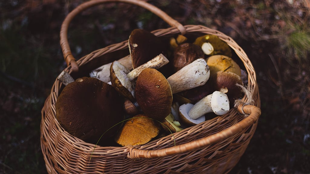 Basket of wild mushrooms