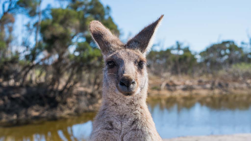 Kangaroo in bushland