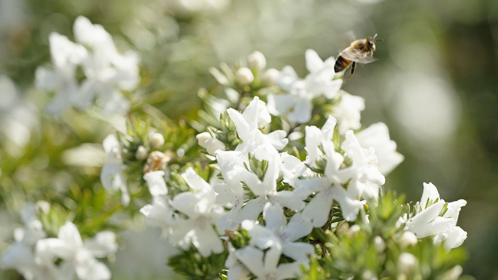 Bee near flowers