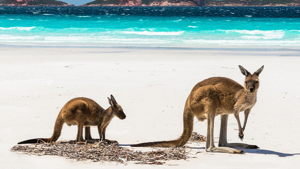 Kangaroo and joey on beach