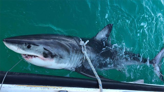 Great white shark tied to boat