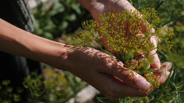 Woman holding native plant between her hands