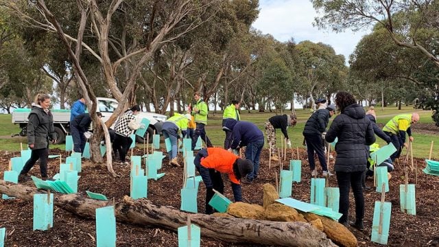 Staff and students planting trees at Waurn Ponds Campus