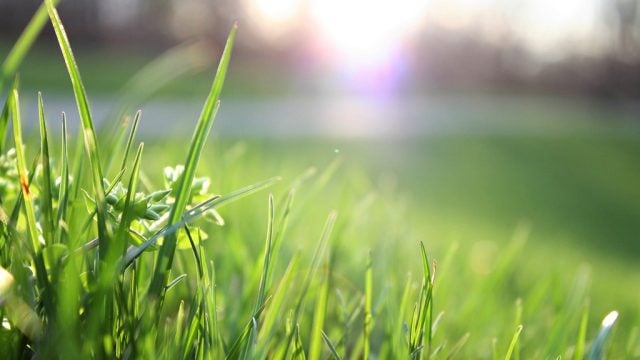 Close-up of grass with morning light