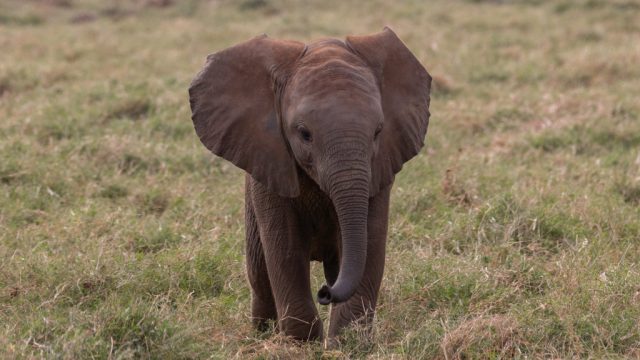 Baby elephant walking along grass