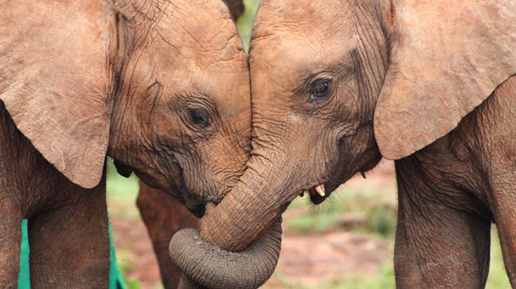 Elephants linking trunks