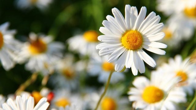 Field of daisies