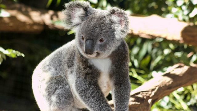 Koala in a tree