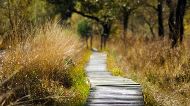 Wooden path through reeds