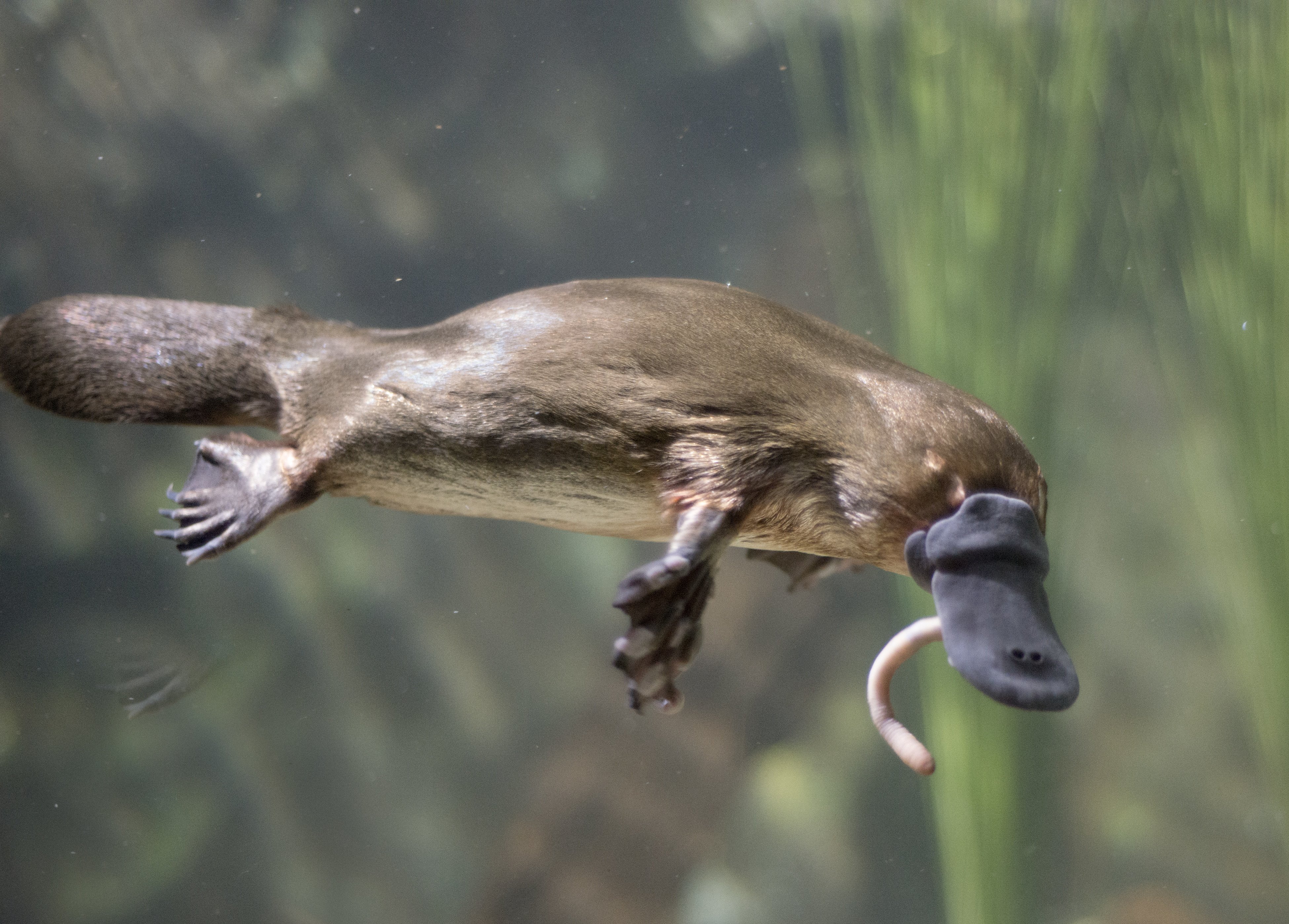 pulsåre ribben Gavmild 10 weird and wonderful animals native to Australia | Deakin Navigator