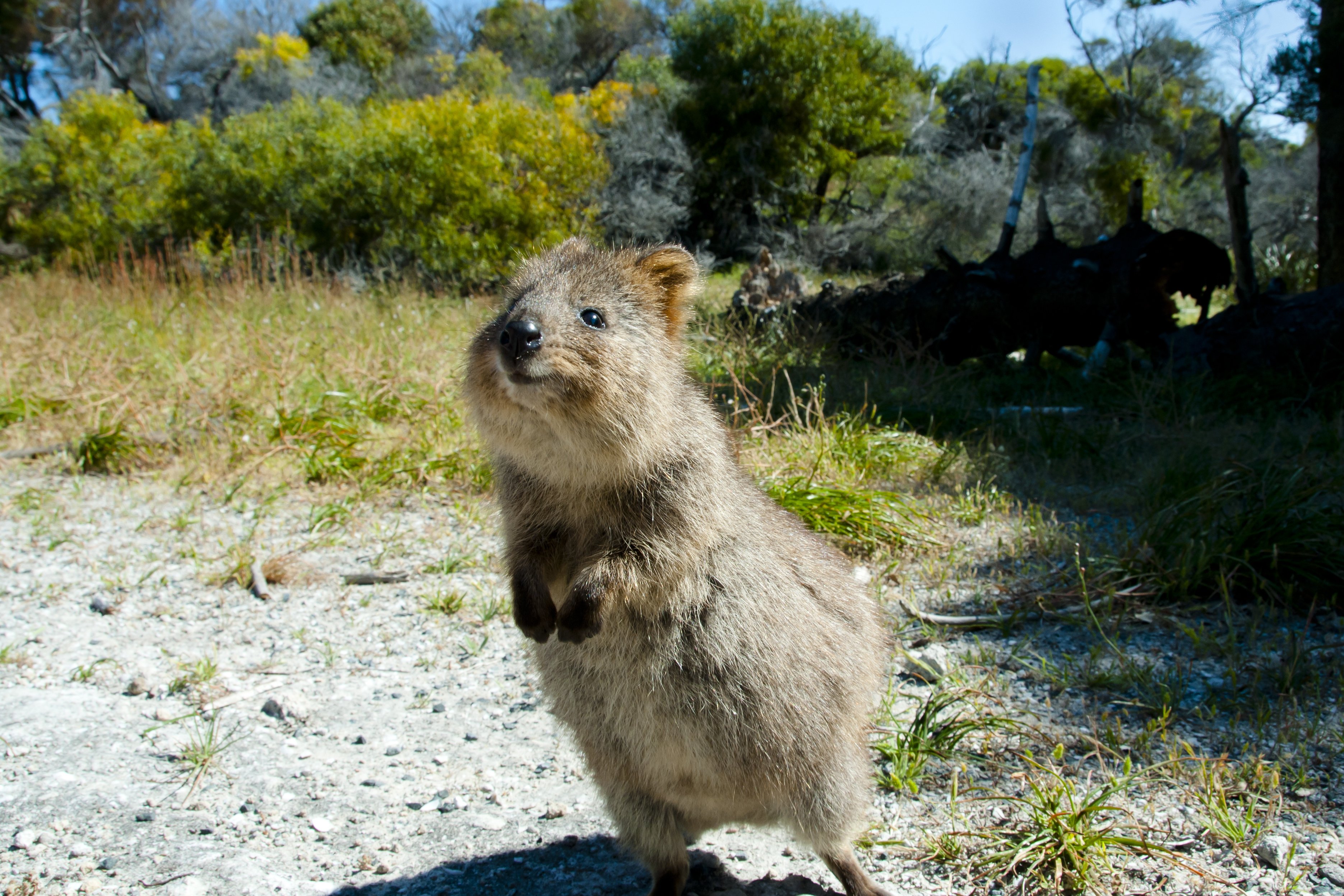 What Is The Most Native Animal In Australia