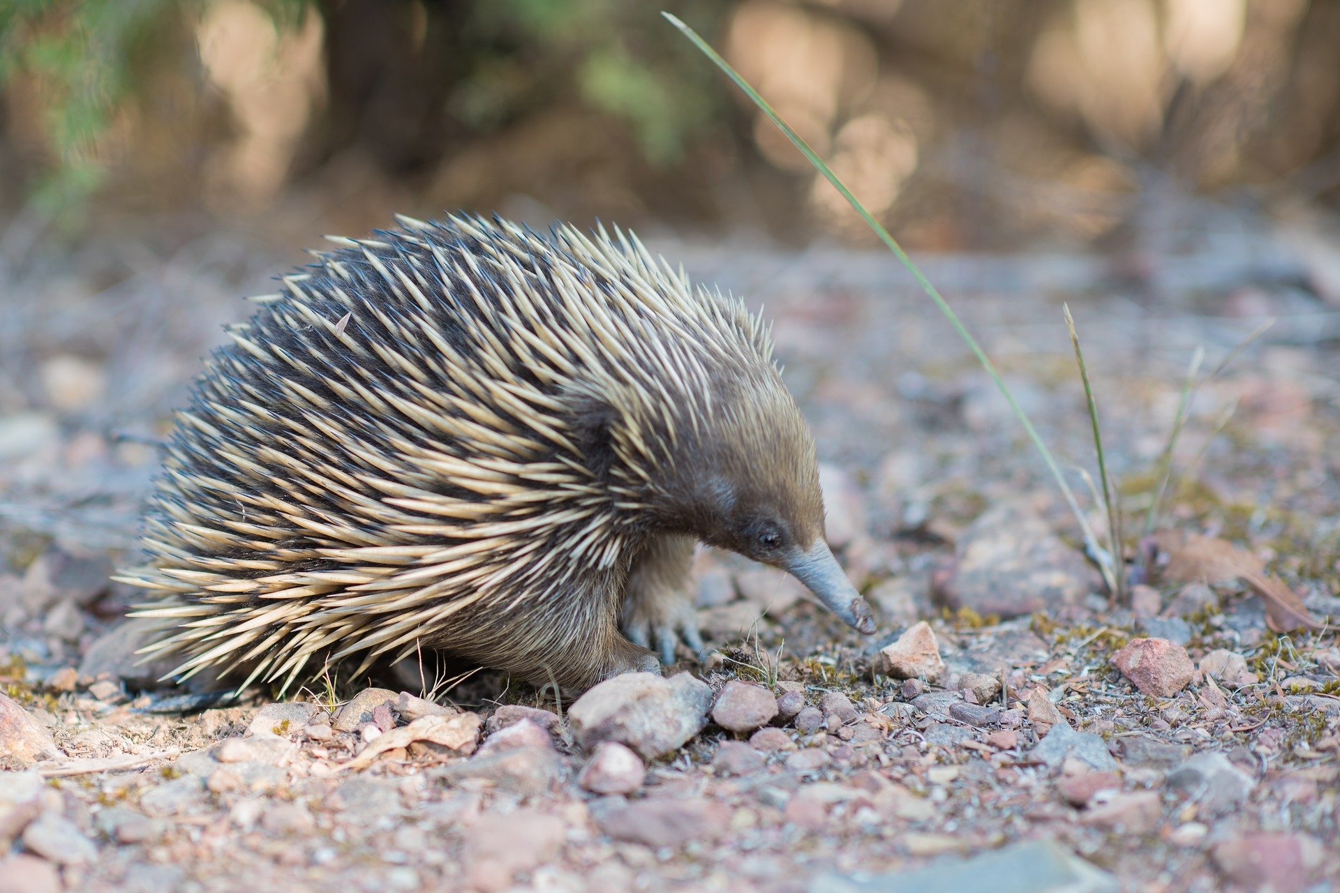 Animal in australia